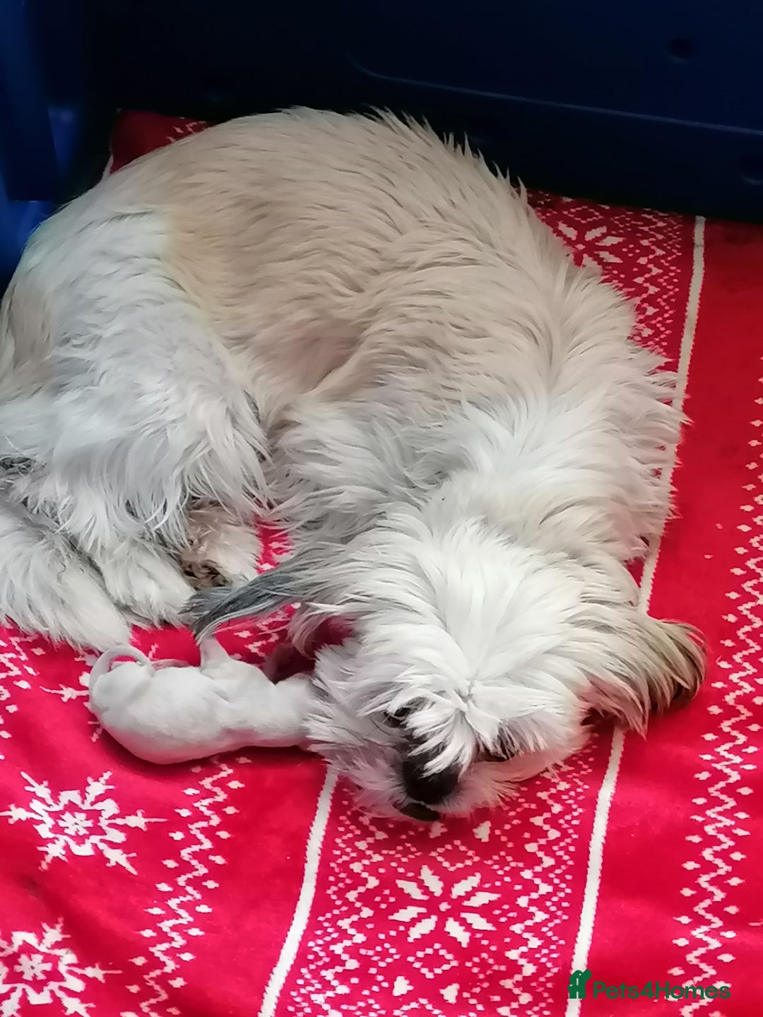 Shihpoo dogs for sale: Beautiful flyffy shihpoo girl - Advert 1