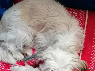 Shihpoo dogs Beautiful flyffy shihpoo girl - Advert 6