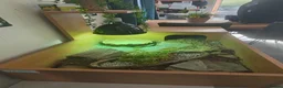 Tortoise reptiles for sale: Horsfield Tortoise age 6 - Advert 4