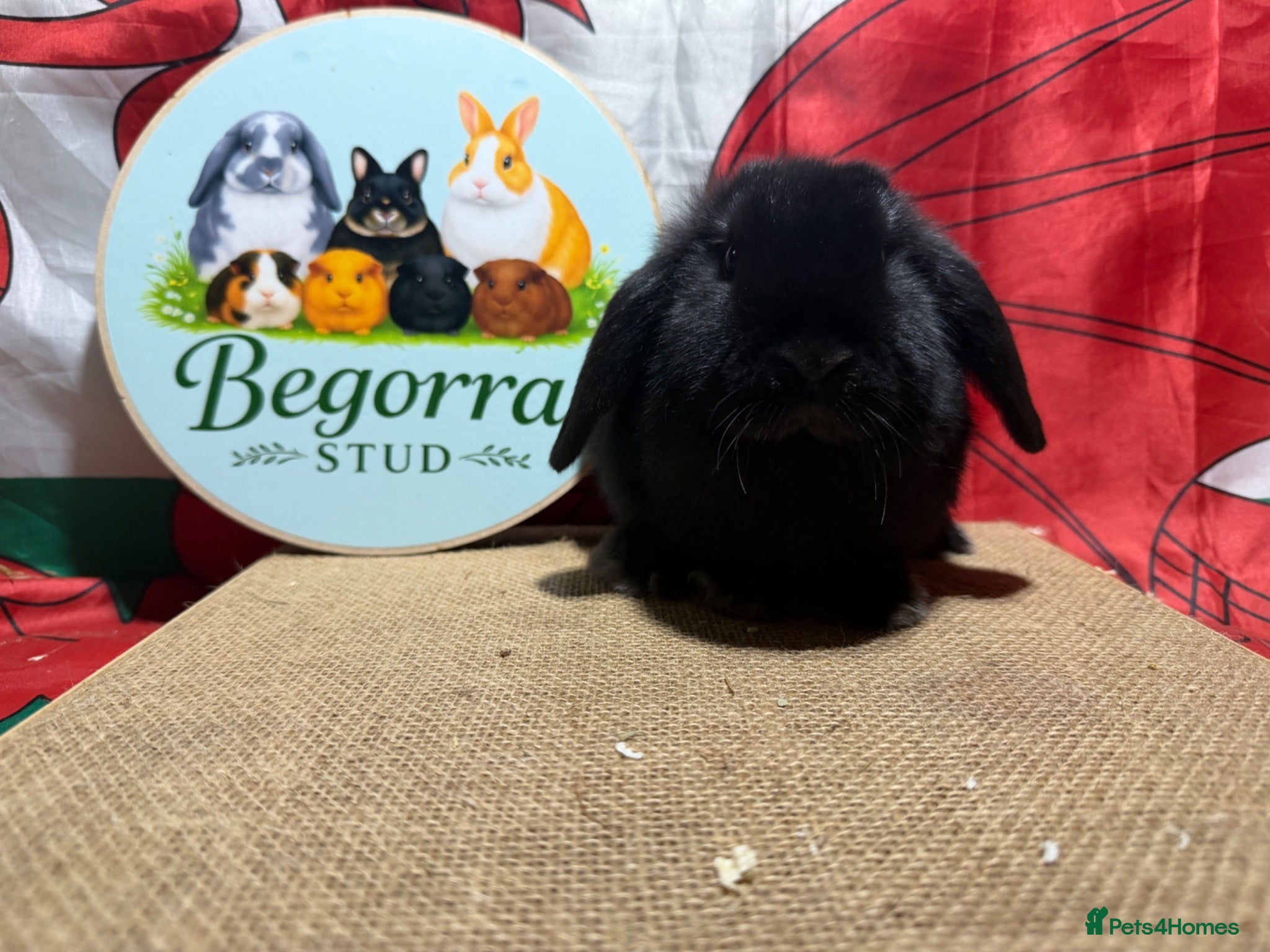 Mini Lop rabbits Gorgeous Pure bred Mini lops - Advert 16