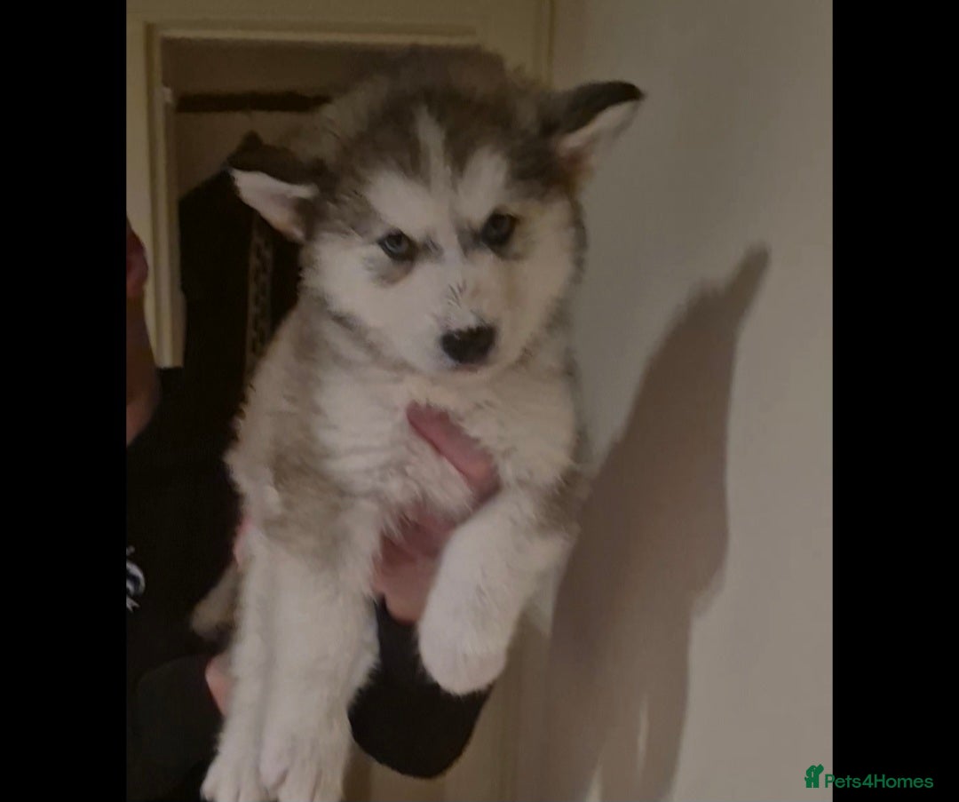 Alaskan Malamute dogs for sale: Alaskan malamute x huskie❤️ - Advert 3