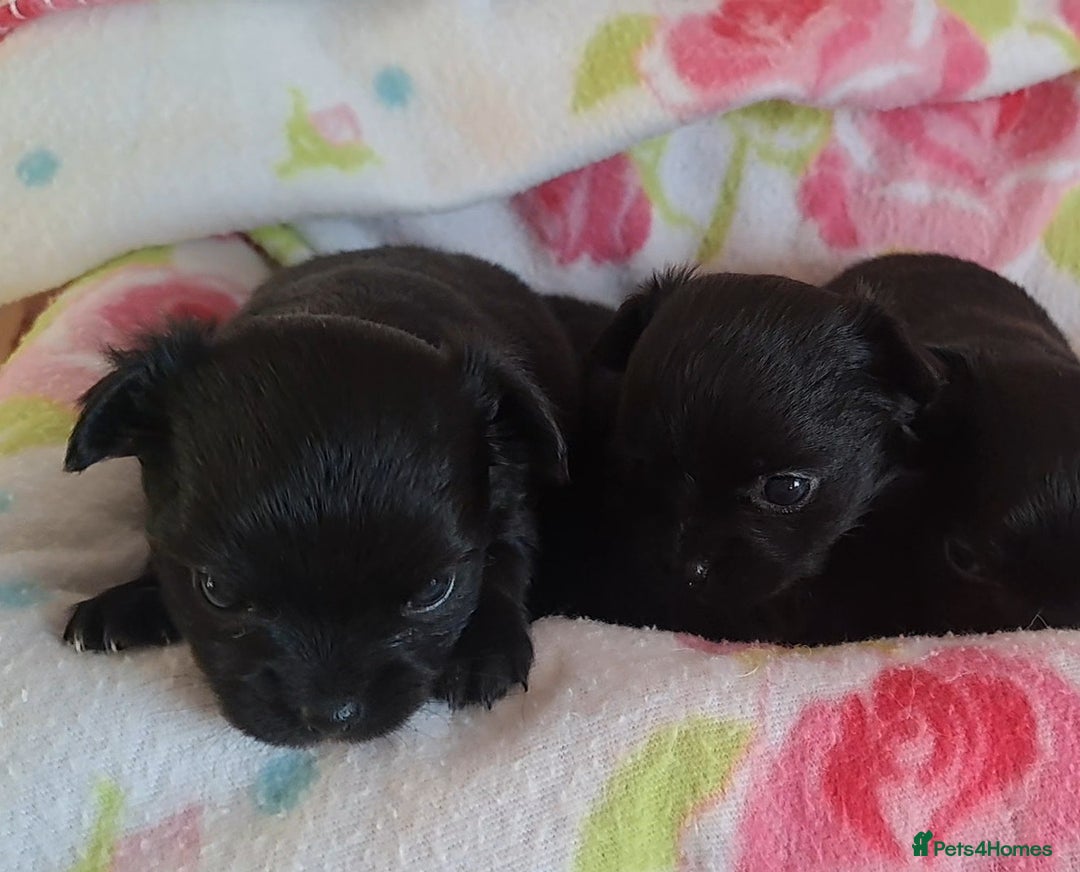 Chihuahua dogs for sale: Long Coat Chihuahua puppies for sale - Advert 4