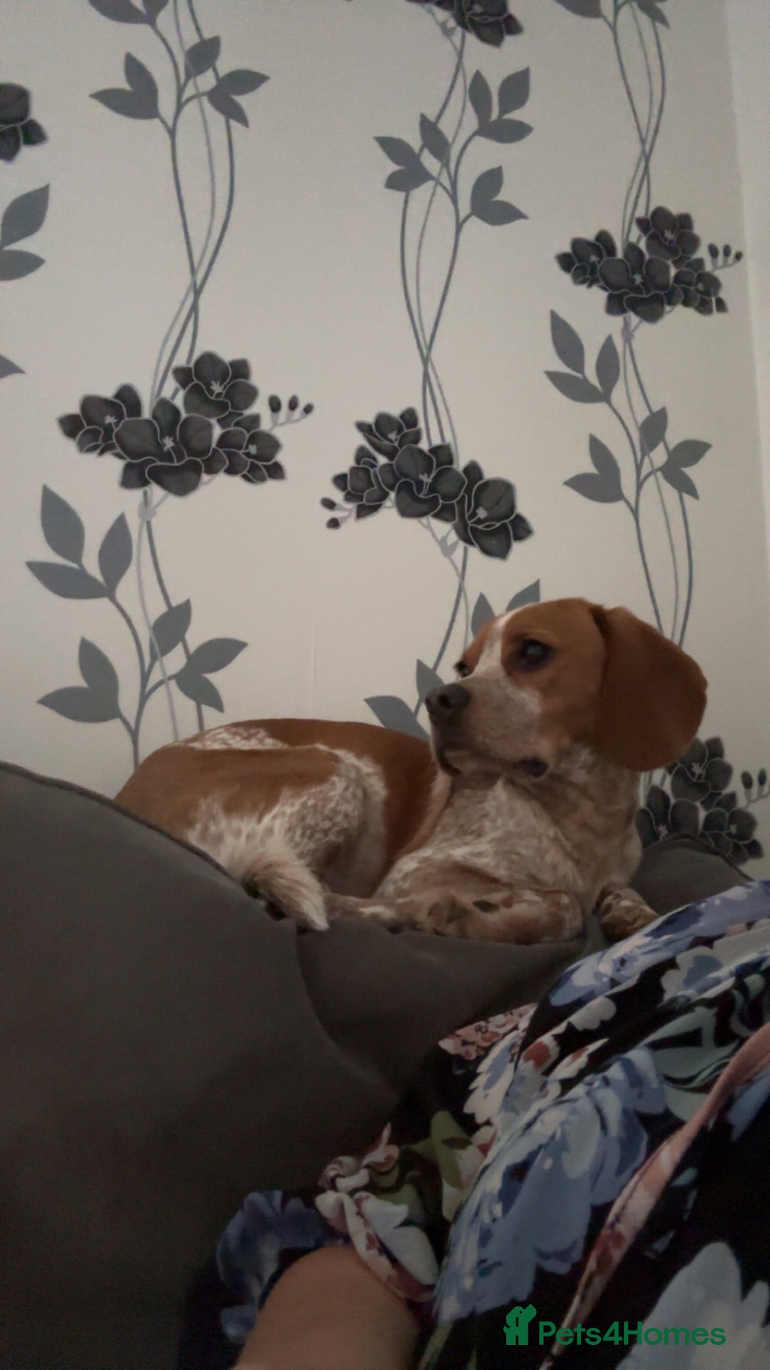 Beaglier dogs for sale: 13 month old beaglier  - Advert 3