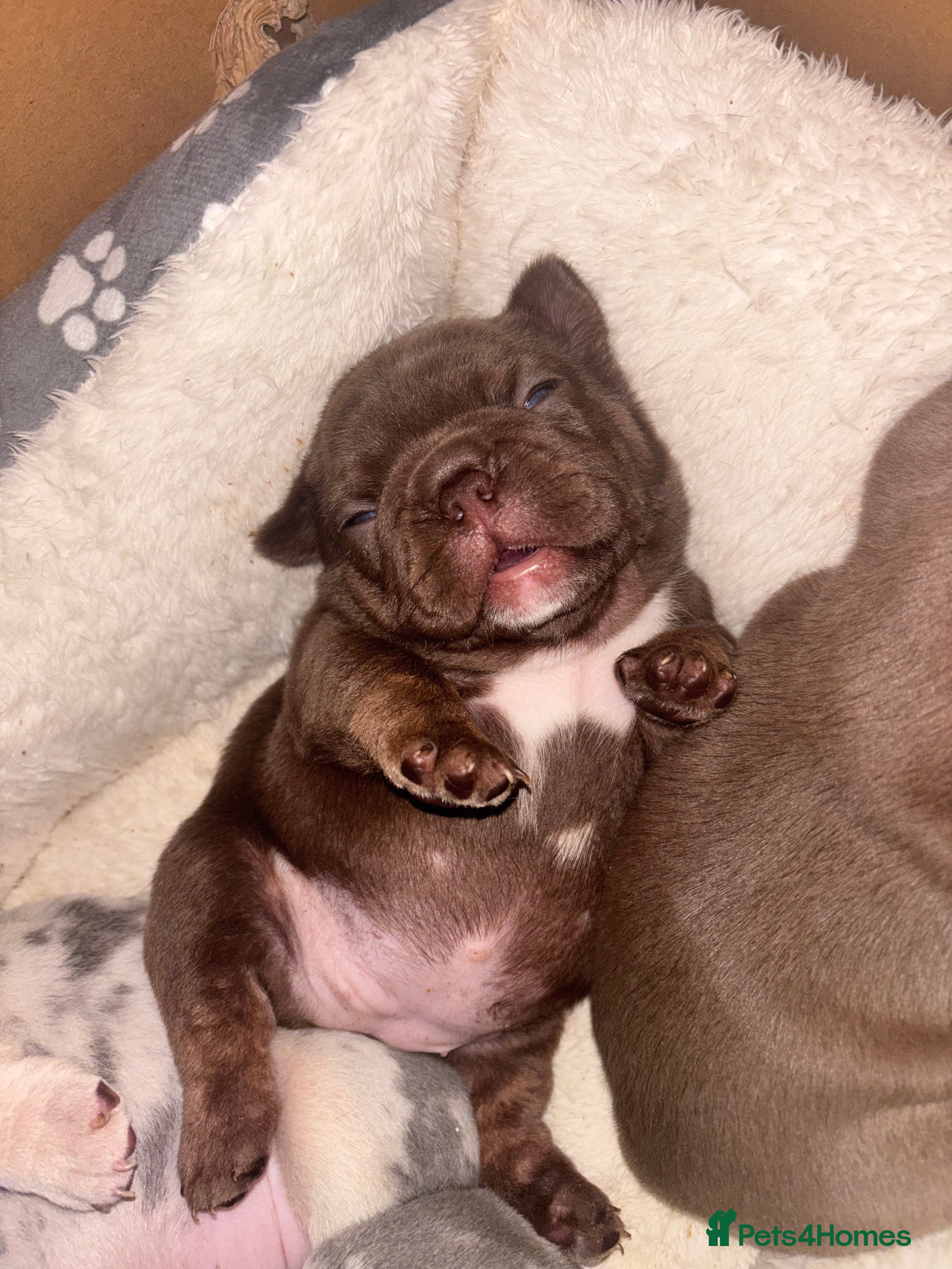 French Bulldog dogs RAINBOW LITTER FRENCH BULLDOGS - Advert 2