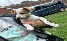 Jack Russell dogs for sale: 7 stunning jack russells for sale - Image 7