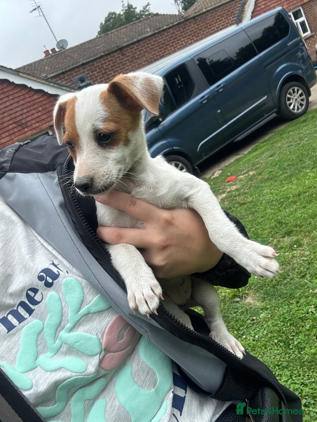Jack Russell dogs for sale: 7 stunning jack russells for sale - Image 7