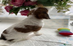 Cavapoo dogs for sale: Beautiful Cavapoo puppies - Image 7