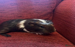 Guinea Pig rodents for sale: Two baby boars for sale  - Advert 4