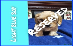 Cavapoo dogs for sale: Beautiful cavapoo litter - Image 9