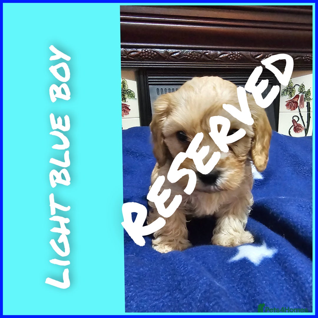 Cavapoo dogs for sale: Beautiful cavapoo litter - Image 9