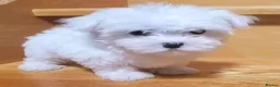 Maltese dogs for sale: Five beautiful Maltese puppies  in London - Advert 5