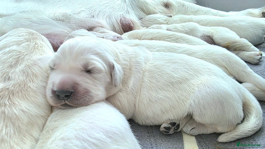 Golden Retriever dogs for sale: Golden Retriever Puppies – Reservations Open💚 - Advert 8