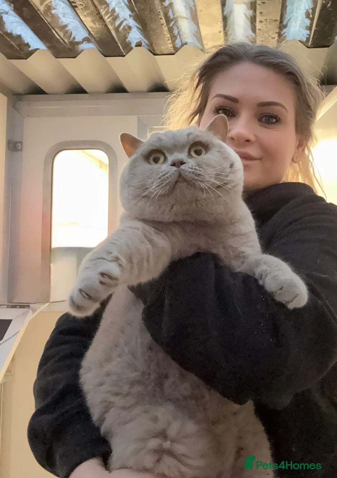 British Shorthair cats for stud: Gorgeous impgr Champion Bexivia Xavier blood B  in Leeds - Advert 3