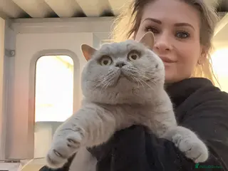British Shorthair cats Gorgeous imperial grand Champion Xavier blood B - Advert 1