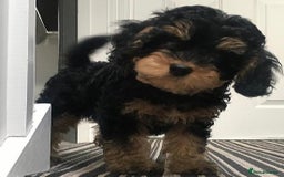 Cockapoo dogs for sale: Black and Tan Cockapoo Puppy - Image 1