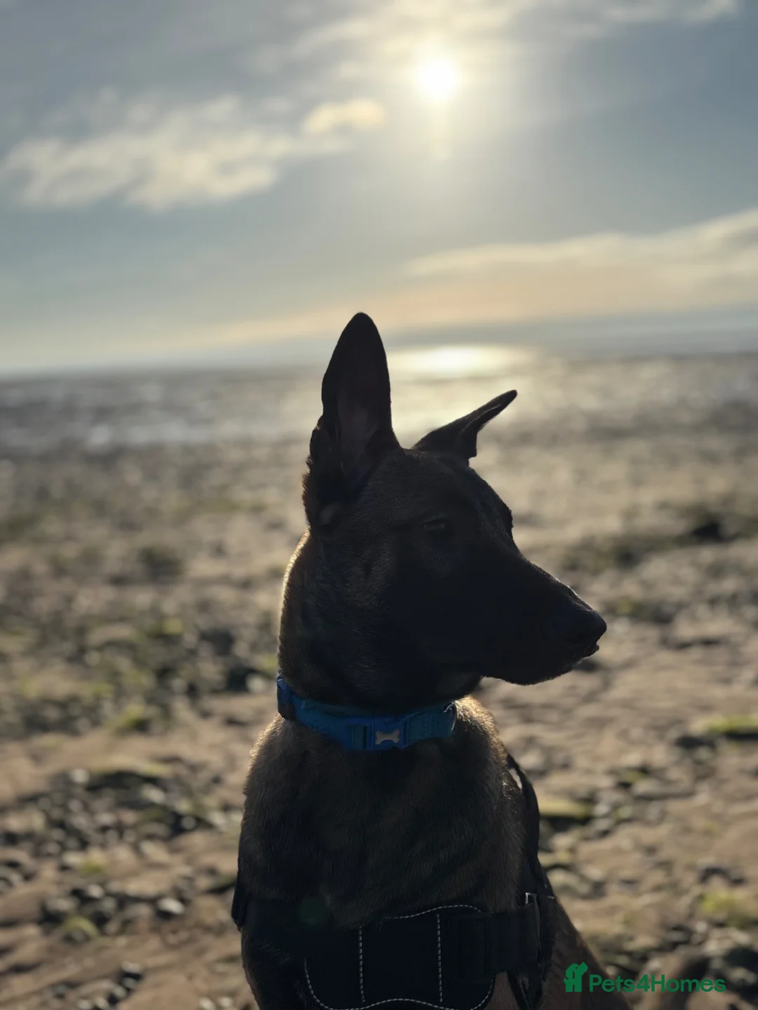 Belgian Shepherd Dog dogs for sale: Male Belgian Malinois in Wirral - Advert 1