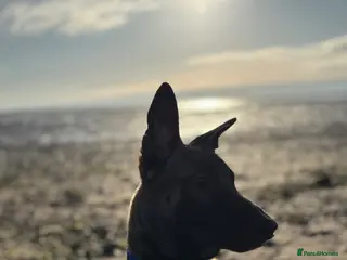 Belgian Shepherd Dog dogs Male Belgian Malinois - Advert 4