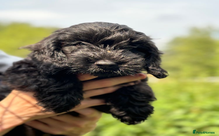 Cockapoo dogs - Advert 8
