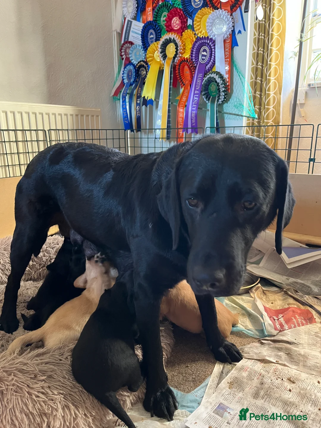 Labrador Retriever dogs for sale: Labrador Pups in Gorebridge - Advert 1