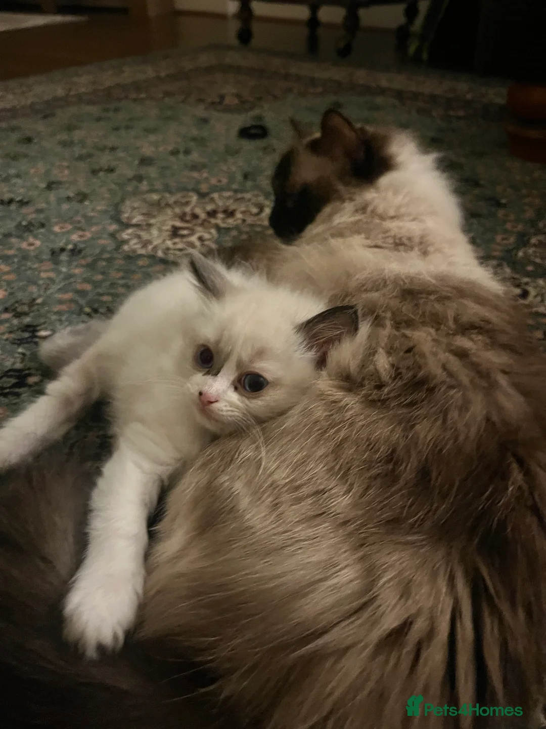 Ragdoll cats for sale: Beautiful baby girl ragdoll  in Liverpool - Advert 18