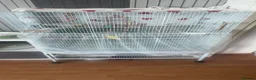 Budgerigars birds for sale: 4 beautiful budgies  in Romford - Advert 8