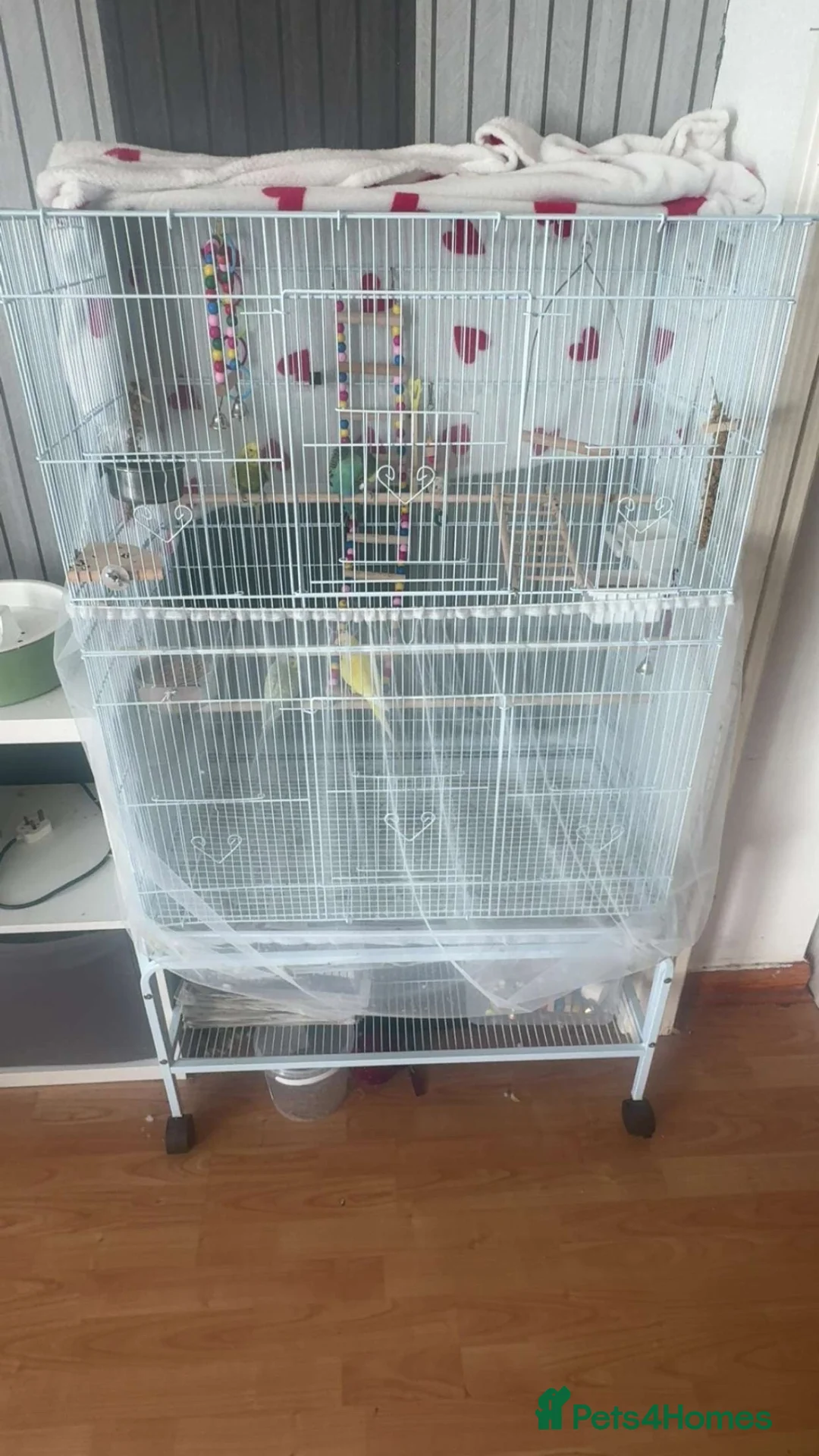 Budgerigars birds for sale: 4 beautiful budgies  in Romford - Advert 8