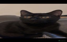 Domestic Shorthair cats for sale: Bonded sisters, please adopt together!  - Image 17