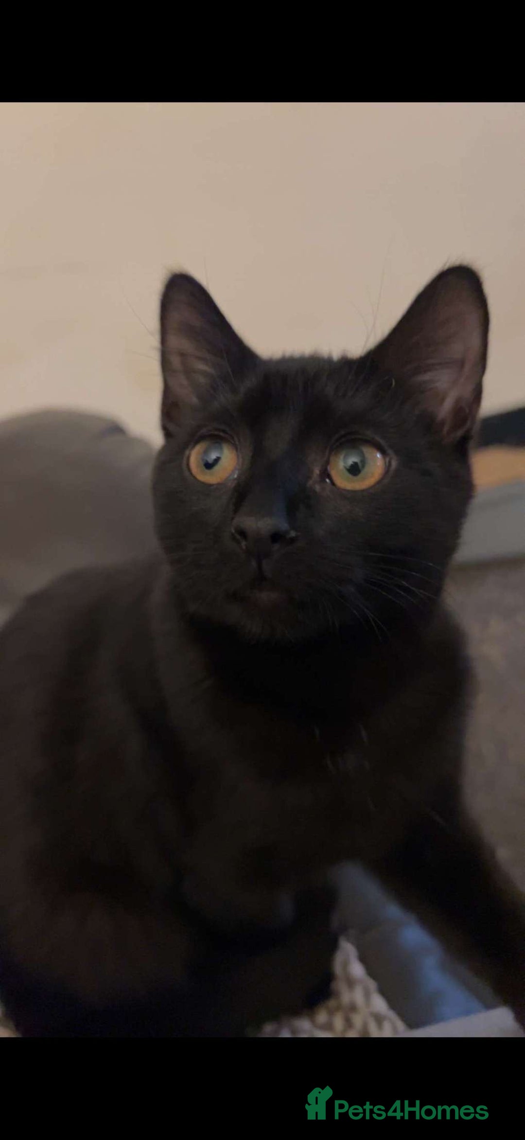 Domestic Shorthair cats for sale: Bonded sisters, please adopt together!  - Image 17