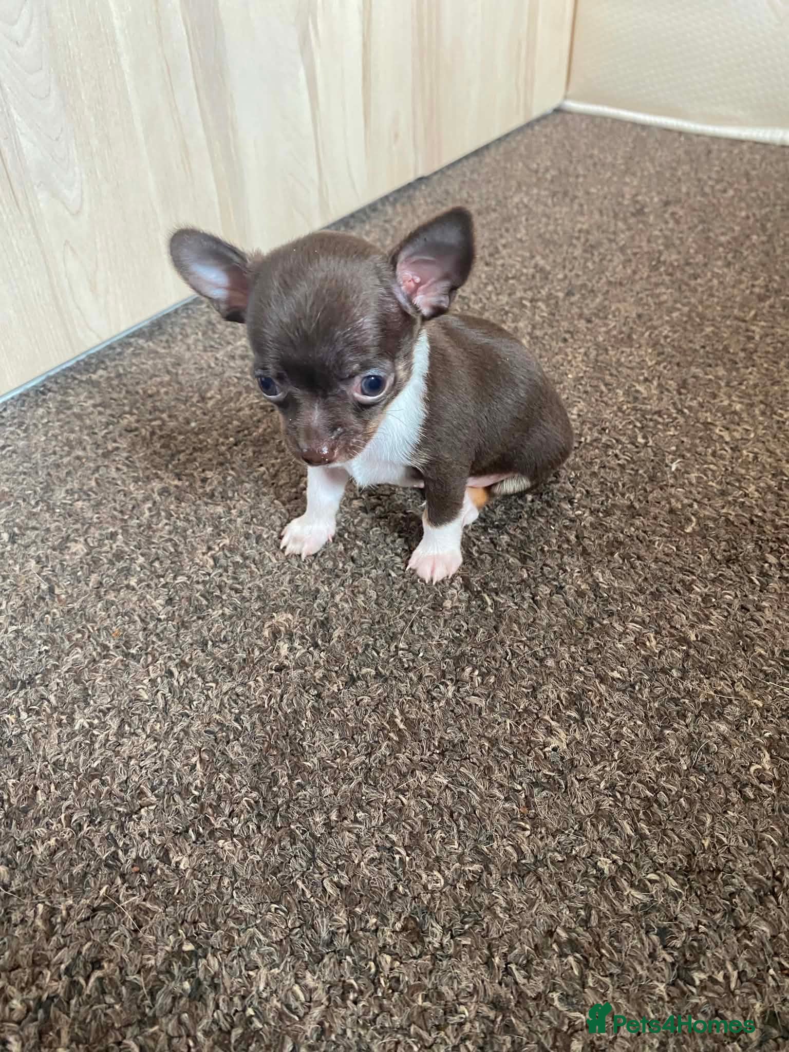Chihuahua dogs for sale: Chihuahua puppies - Advert 4