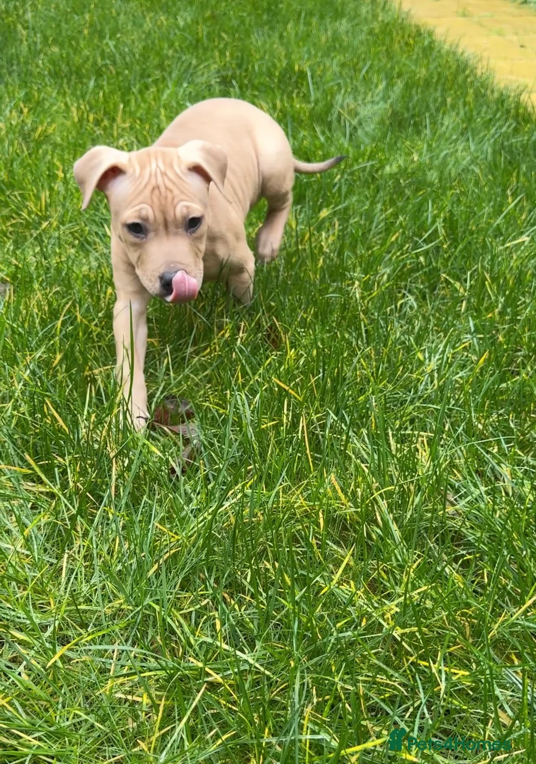 Mixed Breed dogs for sale: Bullmastiff cross - Advert 2