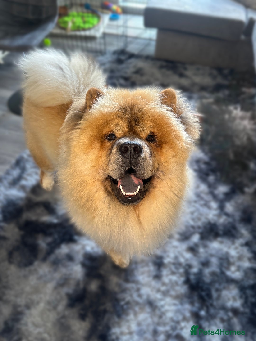 Chow Chow dogs for sale: Fluffy boy  - Image 3