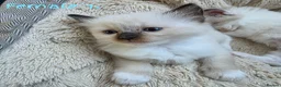 Ragdoll cats for sale: 🔹️🔹️🔹️Purebred Ragdoll kittens🔹️🔹️🔹️ - Advert 3
