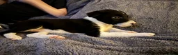 Border Collie dogs for sale: Beautiful border collie pup  - Advert 2