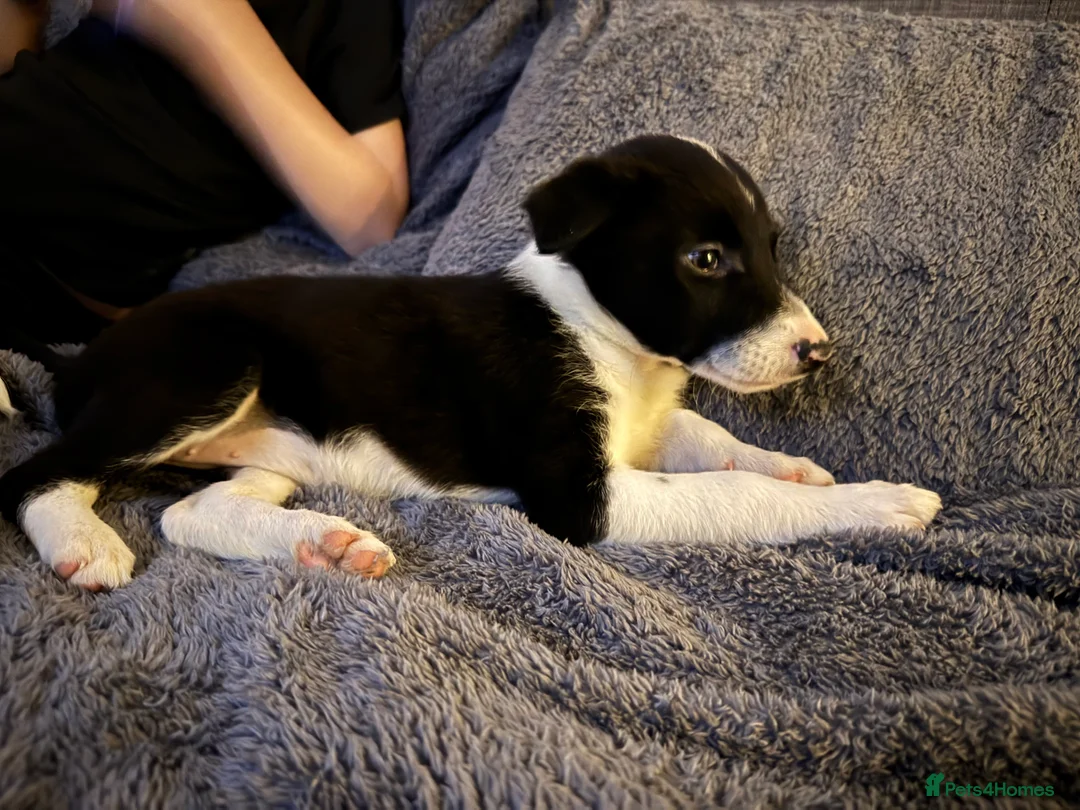 Border Collie dogs for sale: Beautiful border collie pup  - Advert 2