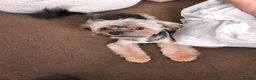 Yorkshire Terrier dogs for sale: Yorkshire terrier  - Advert 3