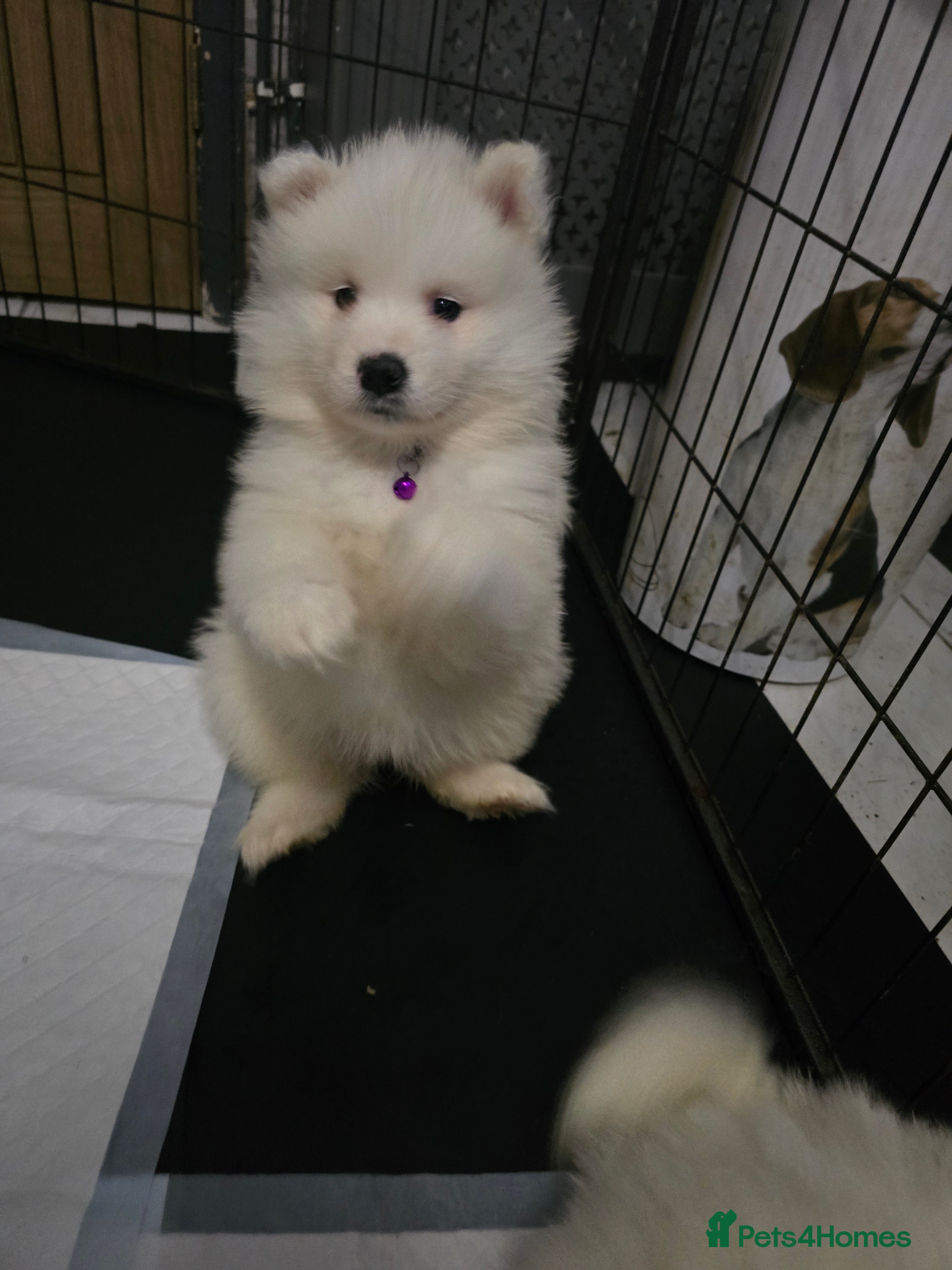 Samoyed dogs Registered samoyed puppies  - Advert 7