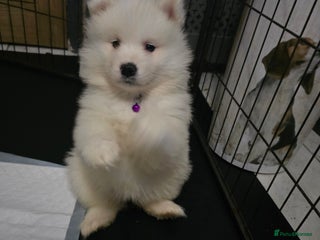 Samoyed dogs Registered samoyed puppies - Advert 7
