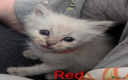 Ragdoll cats for sale: Stunning fluffy show quality ragdolls  - Image 33