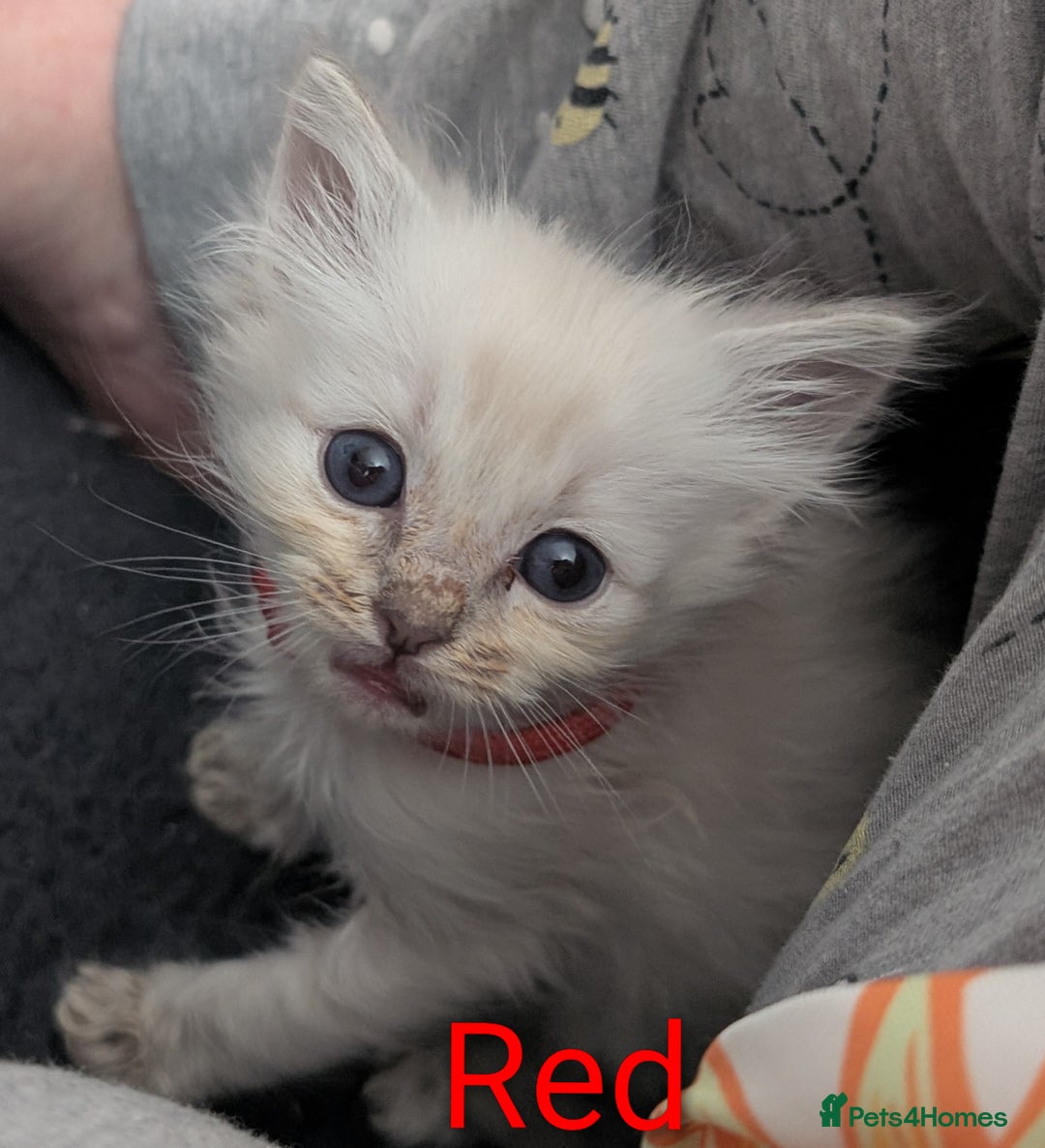 Ragdoll cats for sale: Stunning fluffy show quality ragdolls  - Image 33