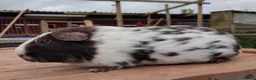 Guinea Pig rodents for sale: DE White Swiss and Chocolate Dalmation Boars. - Advert 2