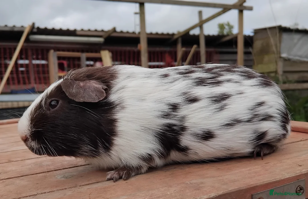 Guinea Pig rodents for sale: DE White Swiss and Chocolate Dalmation Boars. - Advert 2
