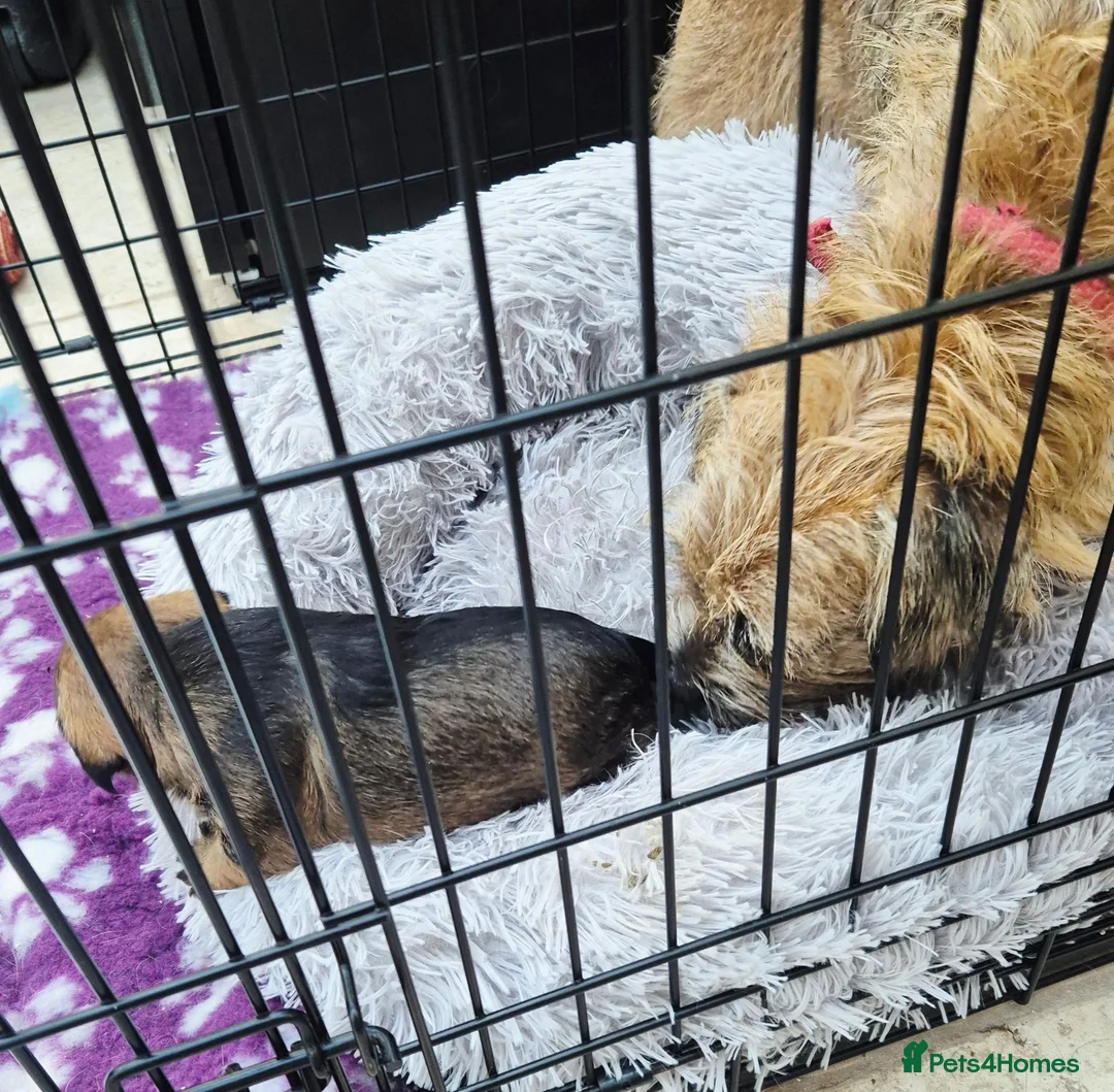 Border Terrier dogs for sale: Top show quality KC registered Border Terrier pup - Advert 5