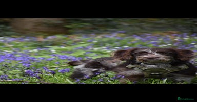 Labradoodle dogs - Advert 10