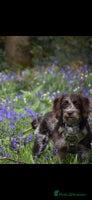 Labradoodle dogs - Advert 13