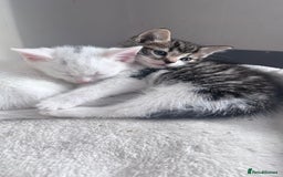 Mixed Breed cats for sale: 2 male kittens - Image 2