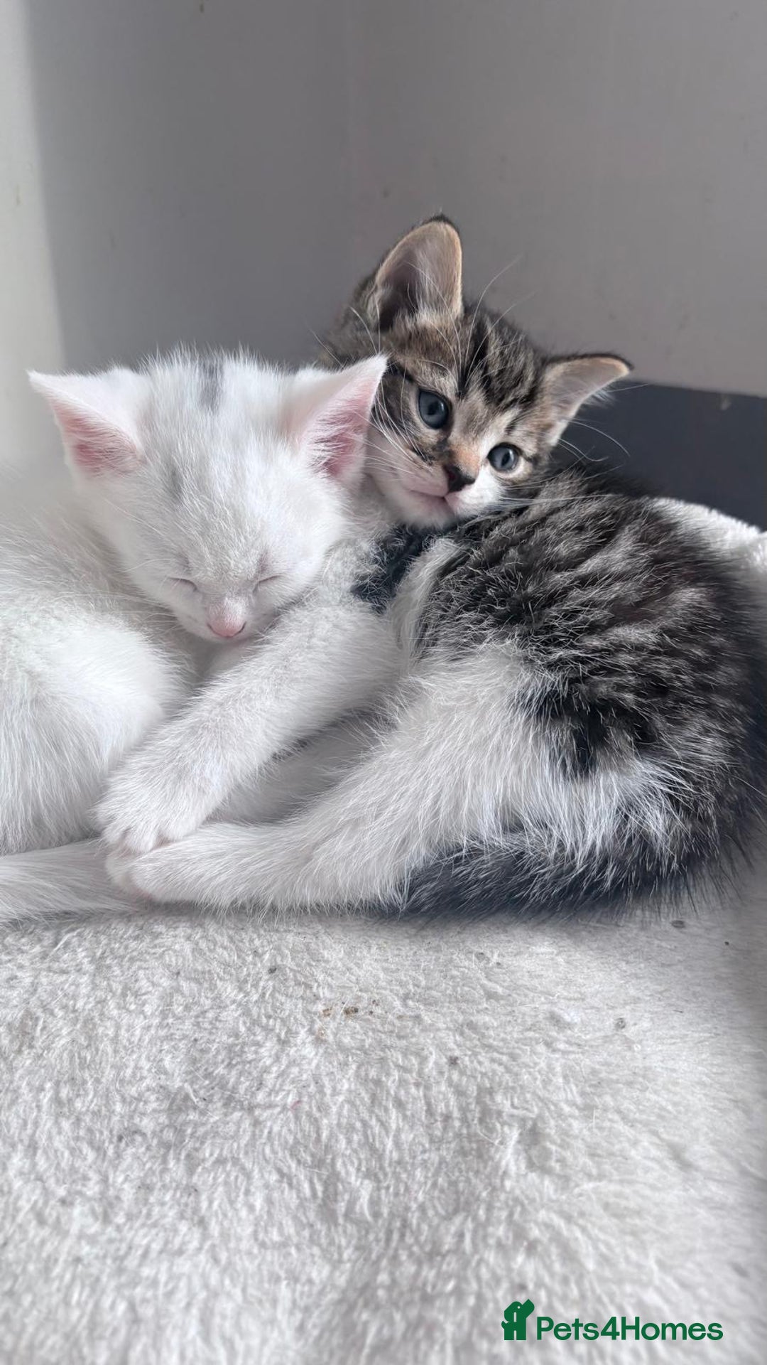 Mixed Breed cats for sale: 2 male kittens - Image 2