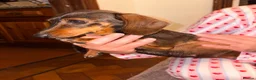 Miniature Dachshund dogs for sale: Miniature dachshund puppies  in Bilston - Advert 5