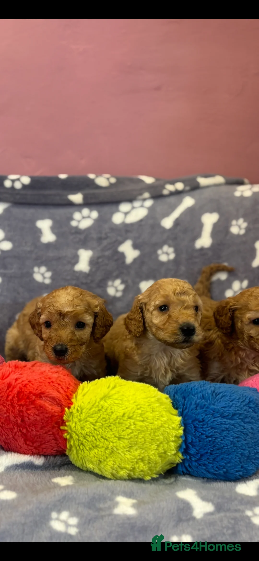 Miniature Poodle dogs for sale: Stunning litter of KC miniature poodles  - Advert 13