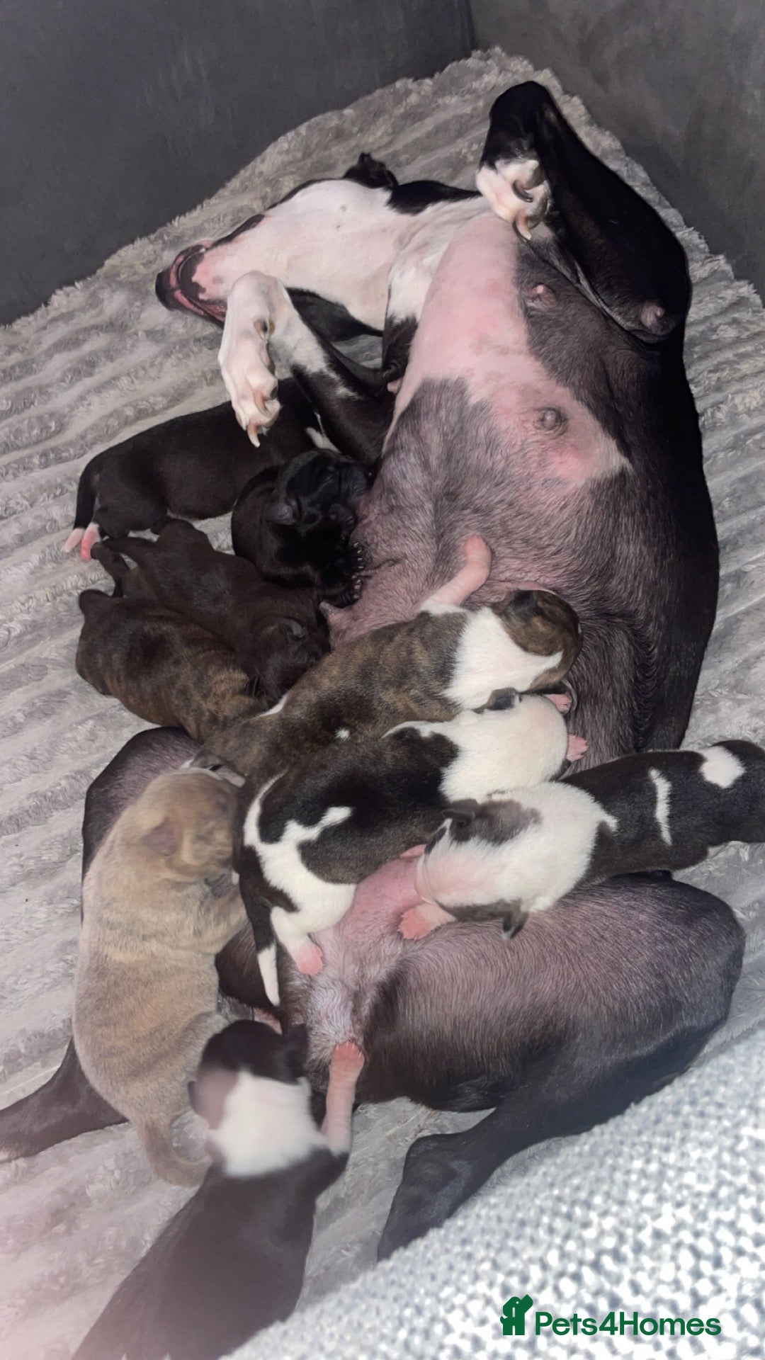 Mixed Breed dogs Shar Pei x Saluki Staff - Advert 5