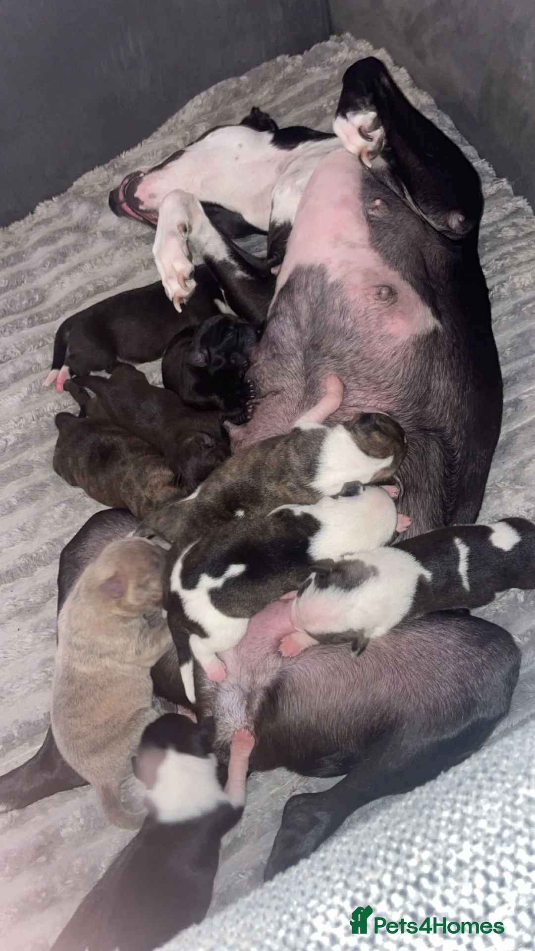 Mixed Breed dogs for sale: Shar Pei x Saluki Staff in Washington - Advert 1
